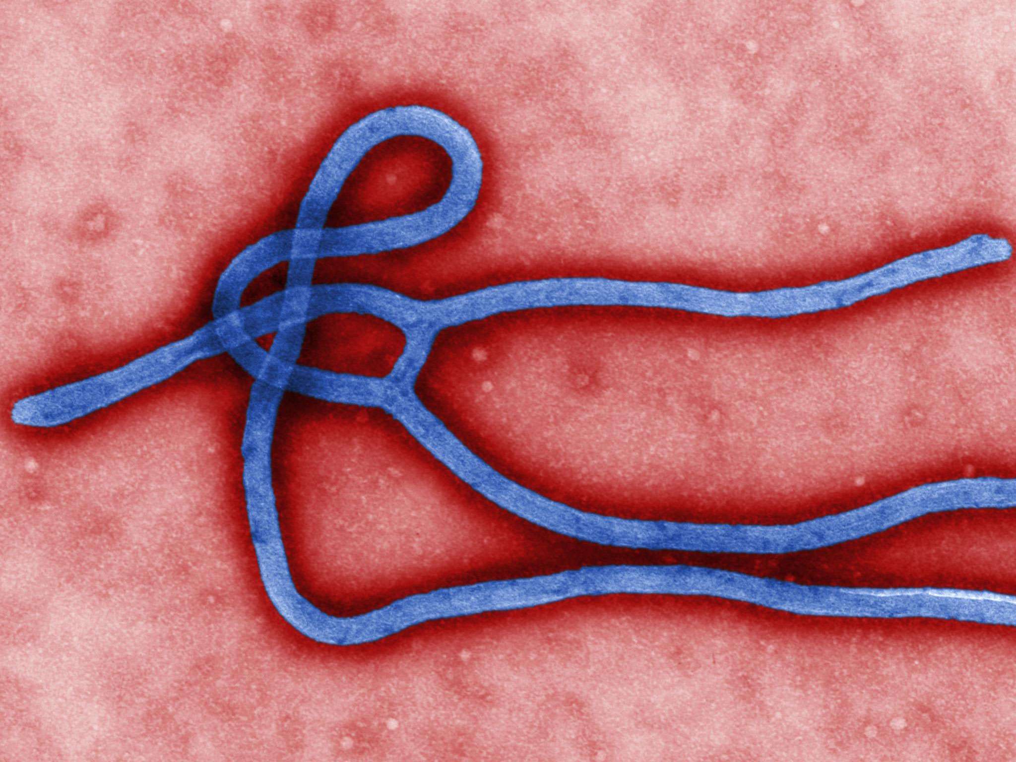 Origine d&#039;ébola